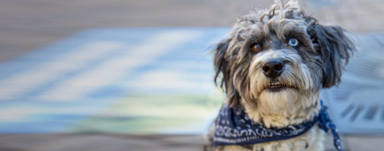 Catahoula leopard dog cheap poodle mix